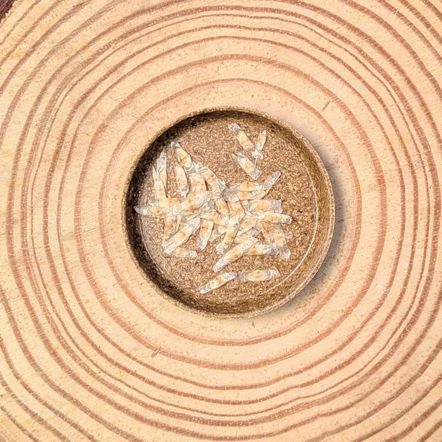 Radermachera sinica seeds scattered on kraft paper, 20 seeds
