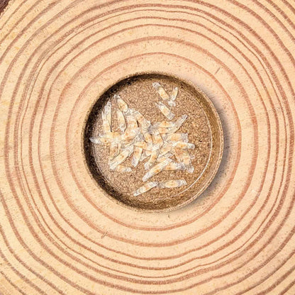 Radermachera sinica seeds scattered on kraft paper, 20 seeds