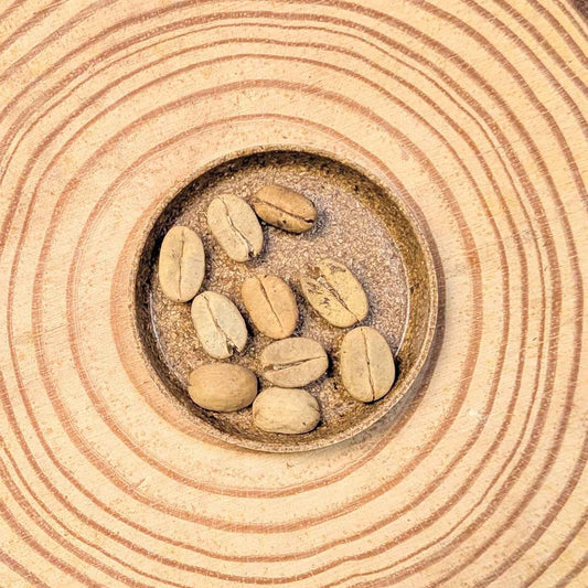 Coffee plant seeds, several light tan coffee seeds in a small dish