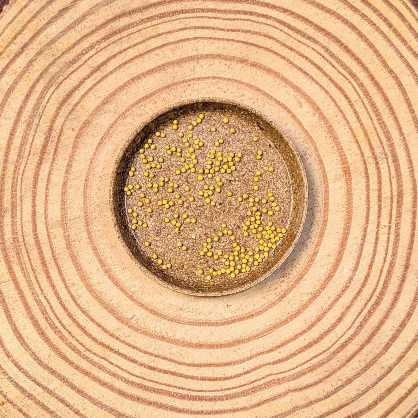 Coleus seeds in a small dish, yellow seeds on dark soil