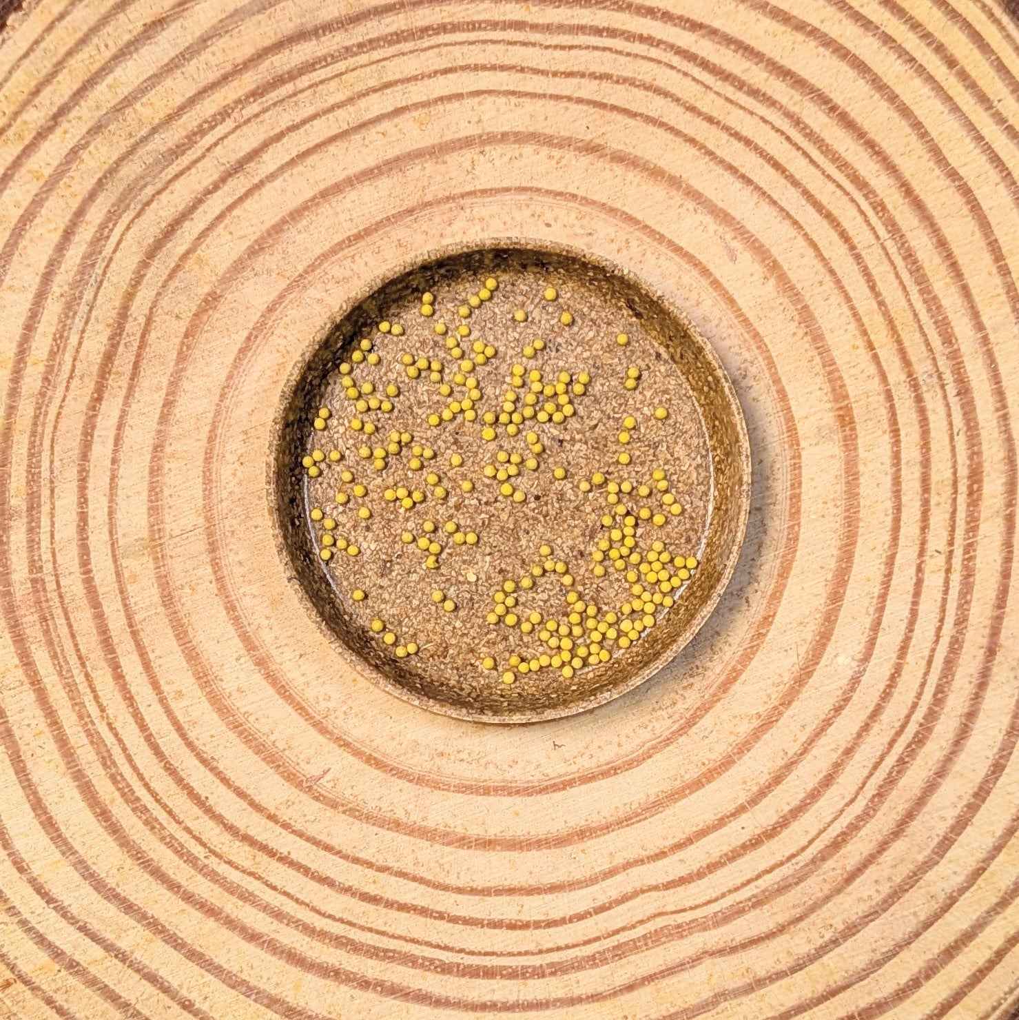 Coleus seeds in a small dish, yellow seeds on dark soil