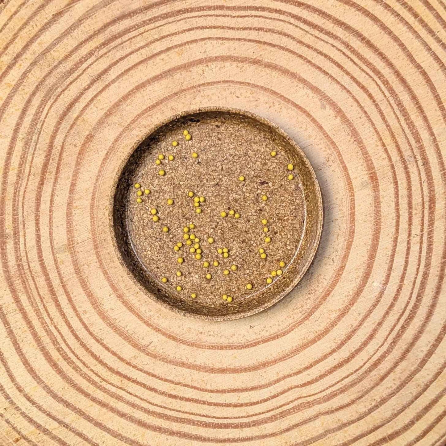 Coleus seeds (black dragon) on circular seed-starting surface