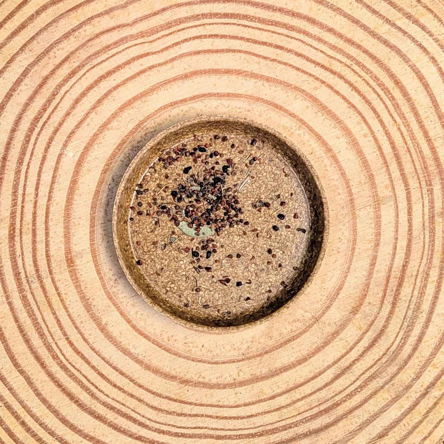 Eucalyptus 'Baby Blue' seeds, dark small seeds in close-up