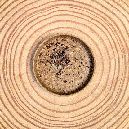 Eucalyptus 'Baby Blue' seeds, dark small seeds in close-up