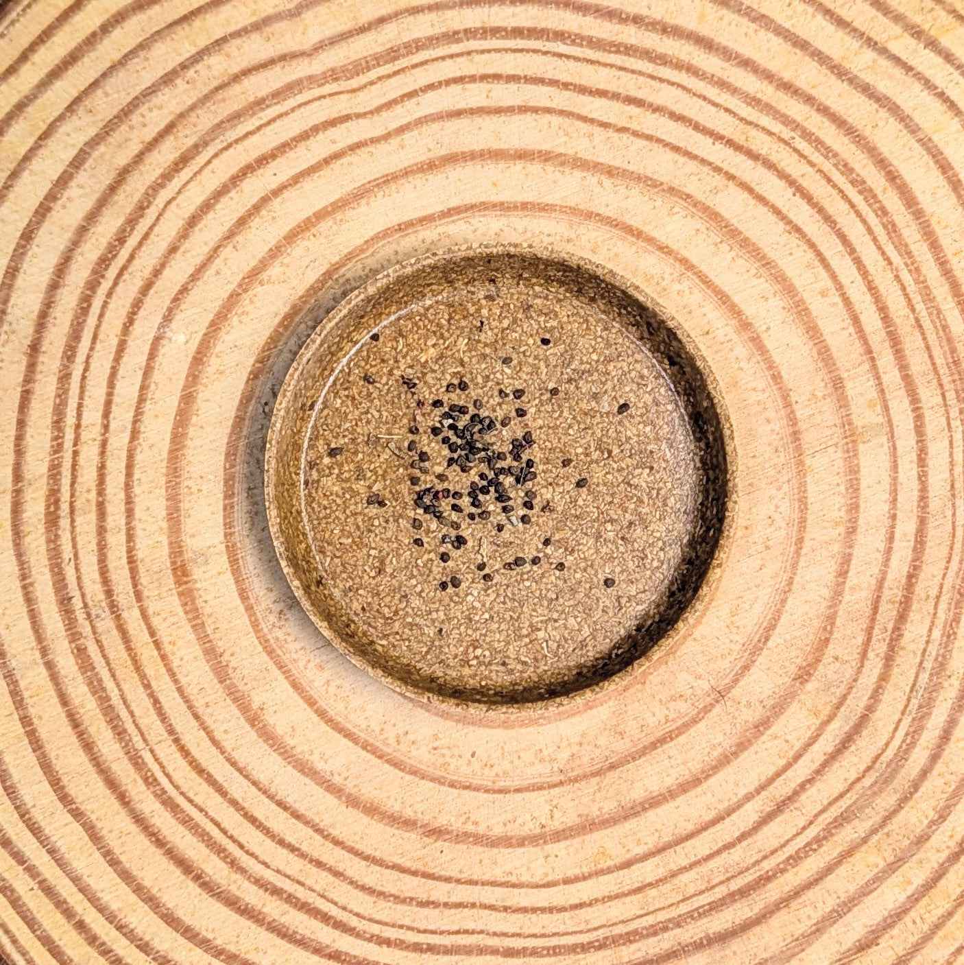 Eucalyptus Polyanthemos seeds in round tray