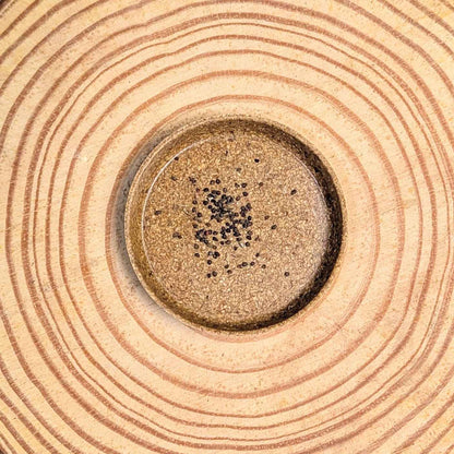 Eucalyptus Polyanthemos seeds in round tray