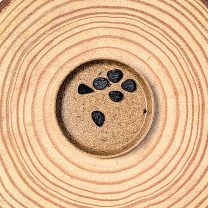 Yucca seed close-up illustration: dark seeds on textured round surface