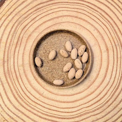 Olive tree seeds in a round tray