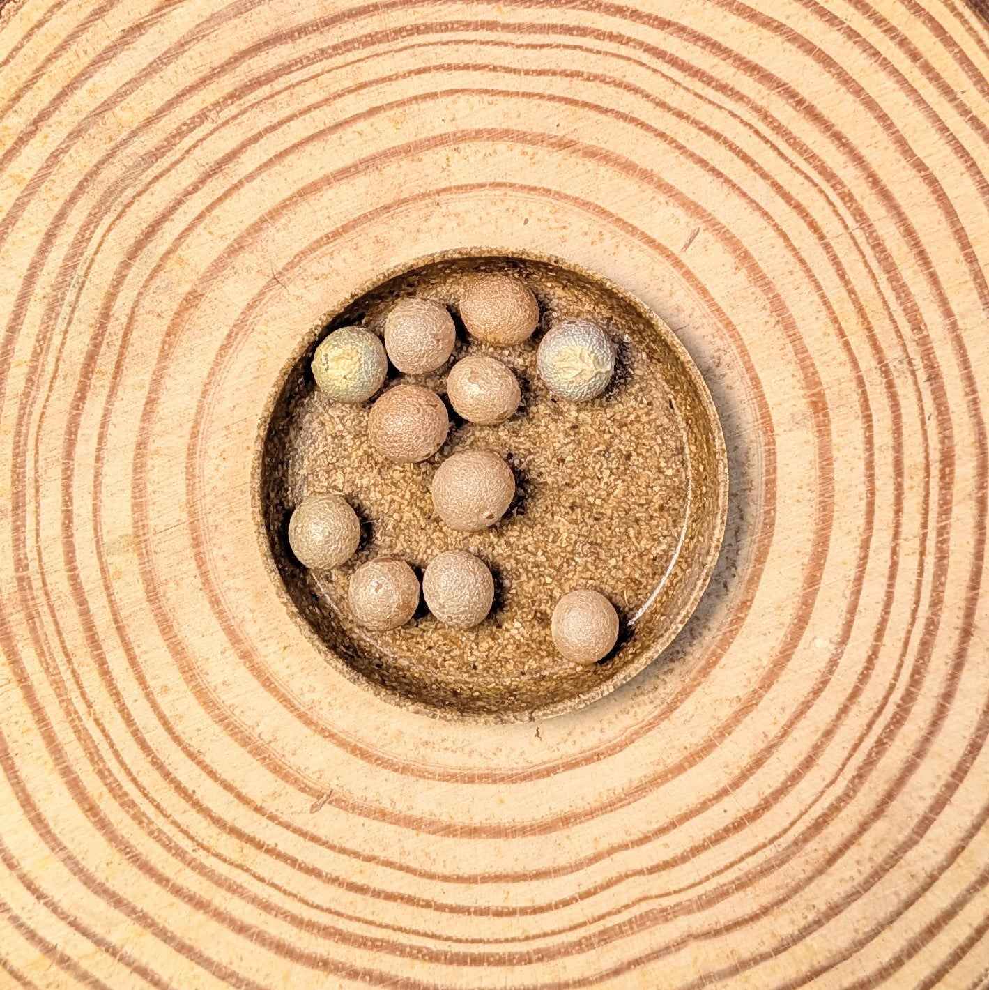 Dracaena draco seeds: round beige seeds in a small bowl of soil