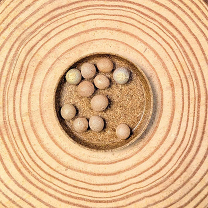 Dracaena draco seeds: round beige seeds in a small bowl of soil