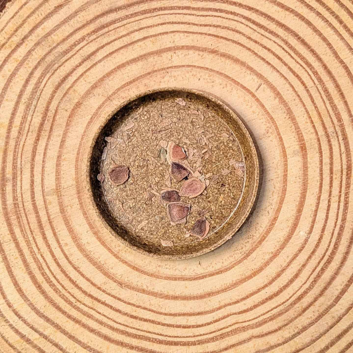 Grevillea robusta 'Silver Oak' seeds in a shallow dish, several seeds visible