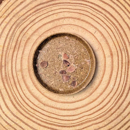 Grevillea robusta 'Silver Oak' seeds in a shallow dish, several seeds visible
