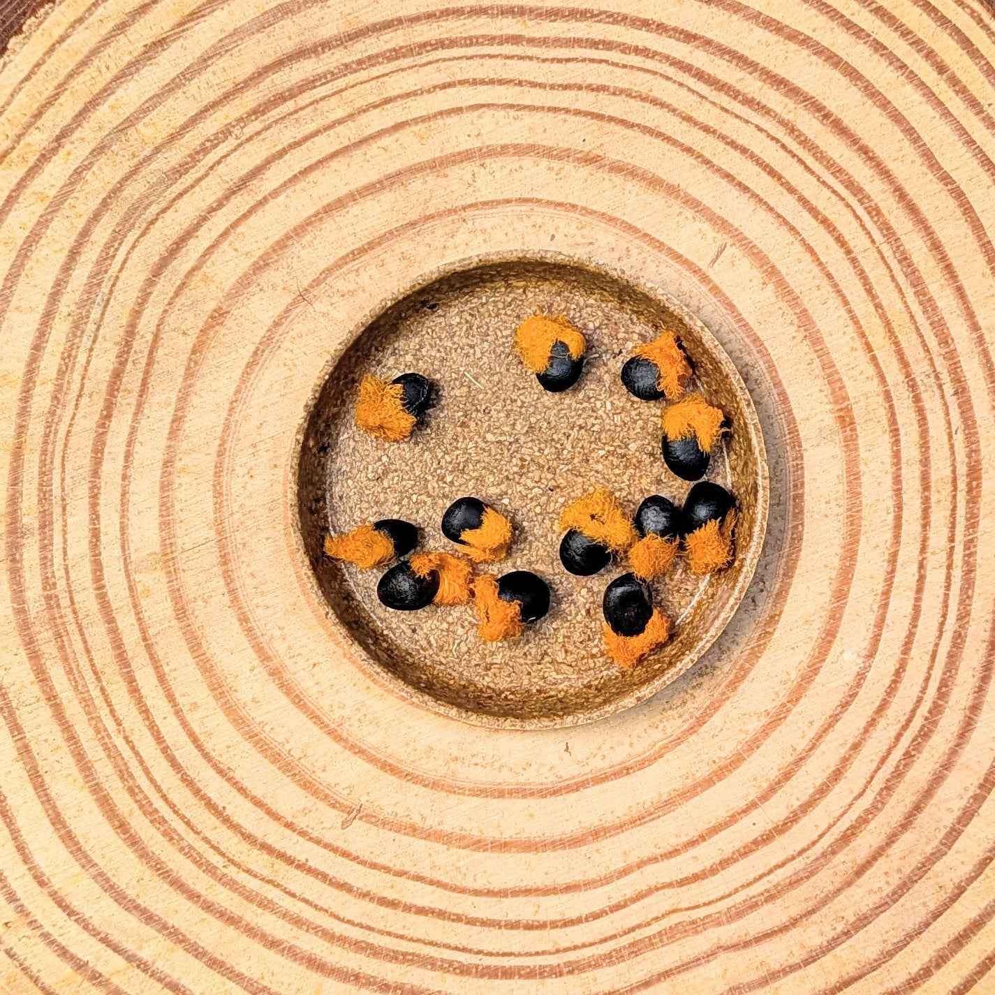 Bird of paradise seeds, black and orange tufted kernels on a circular tray