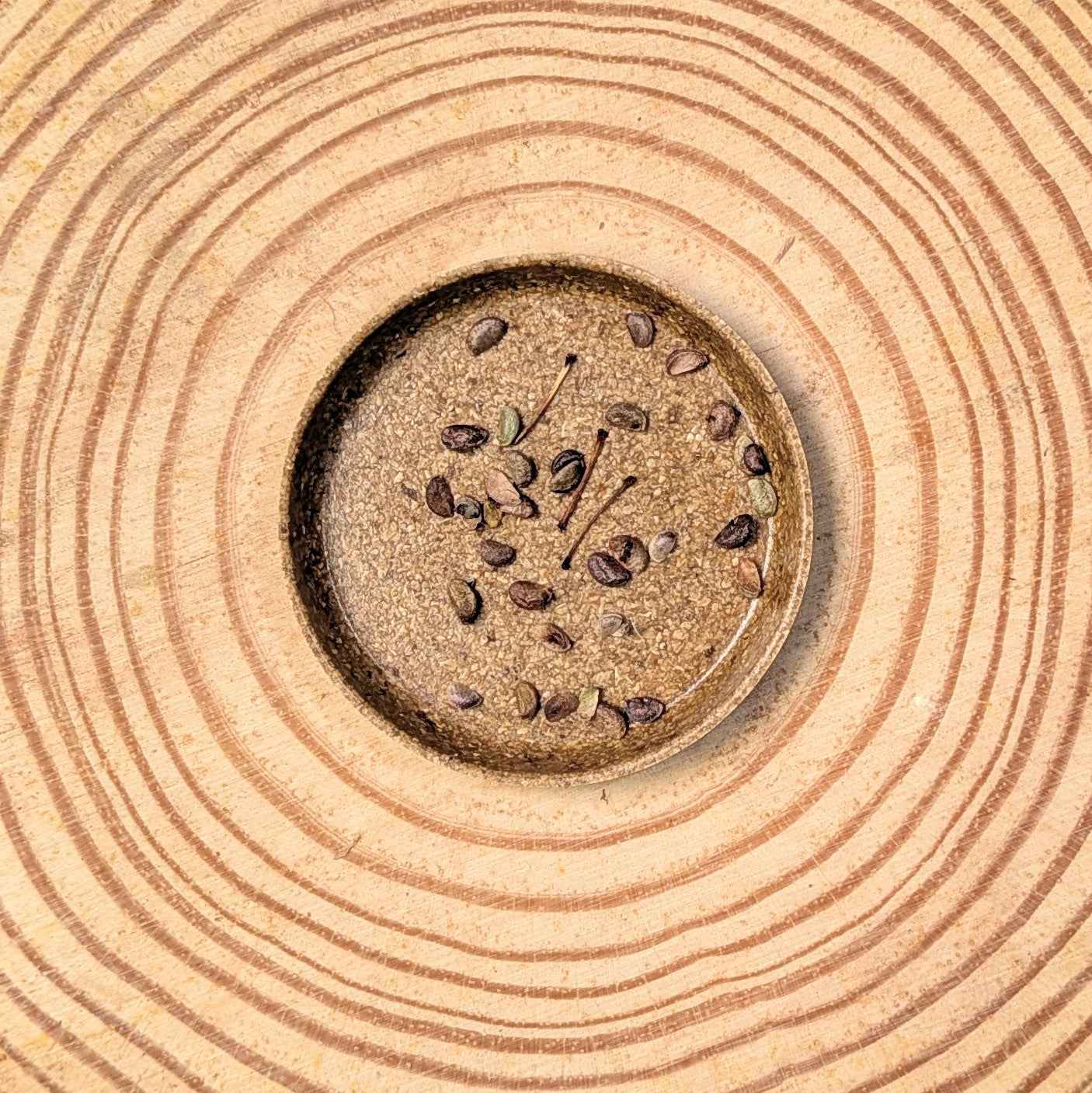 Japanese aralia seeds close-up in a circular pattern