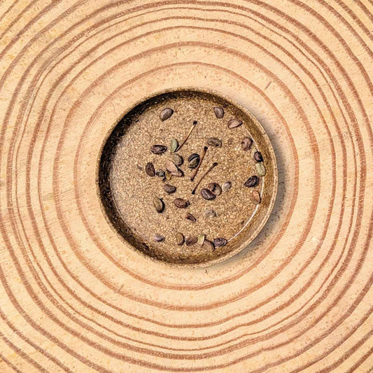 Japanese aralia seeds close-up in a circular pattern