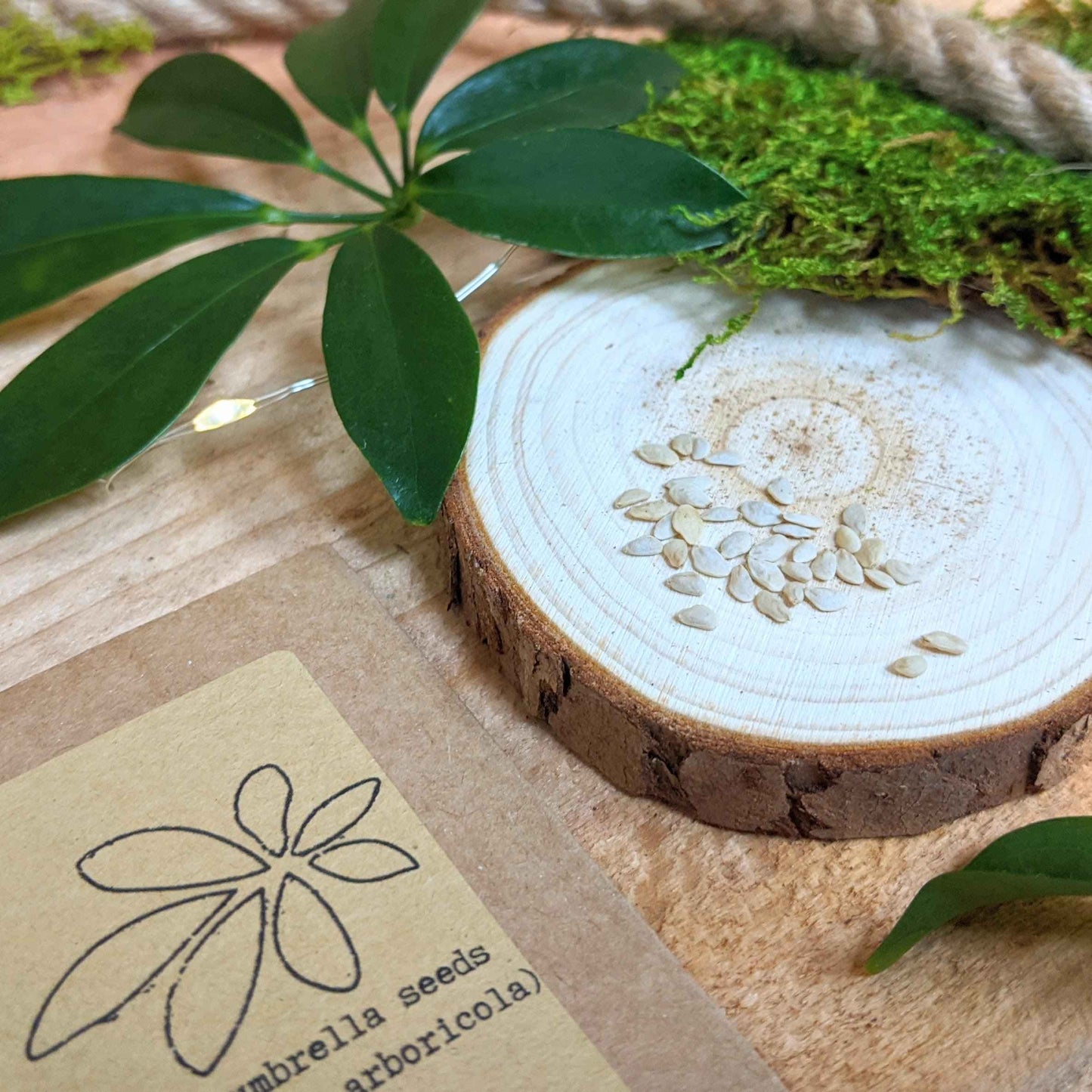 Dwarf umbrella plant seeds on a wooden slice with small green leaves
