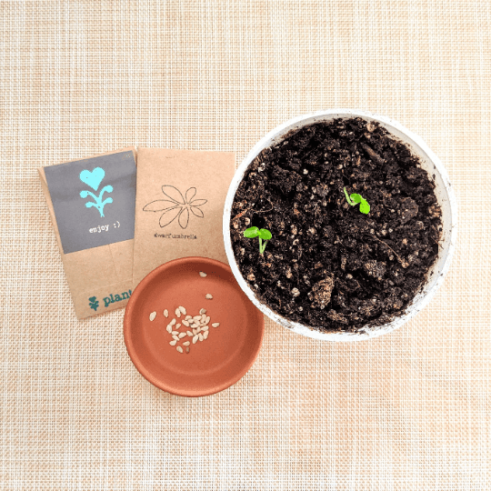Dwarf umbrella plant seeds with soil starter pots and a small seed container