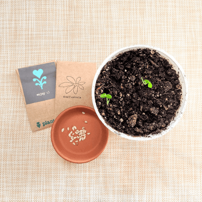 Dwarf umbrella plant seeds with soil starter pots and a small seed container