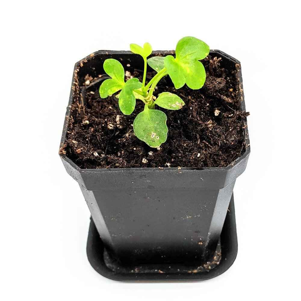 Young dwarf umbrella plant seedling with small green leaves in a black pot
