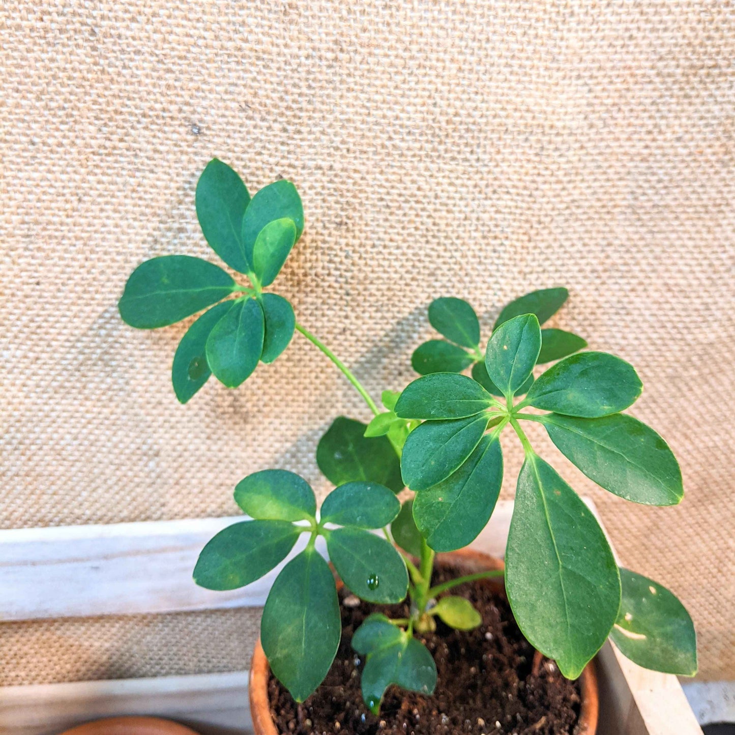 Dwarf umbrella plant seedling with multiple clusters of green leaves in pot