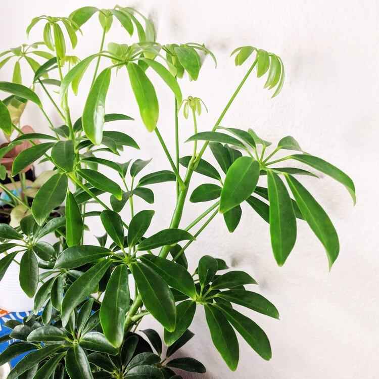 Dwarf umbrella plant with broad green leaflets on tall stems