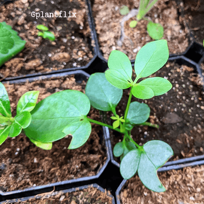 Green dwarf umbrella plant seedlings in small nursery pots with dark soil