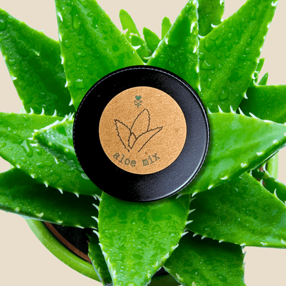 Aloe mix seeds tin label on black lid, surrounded by green aloe leaves