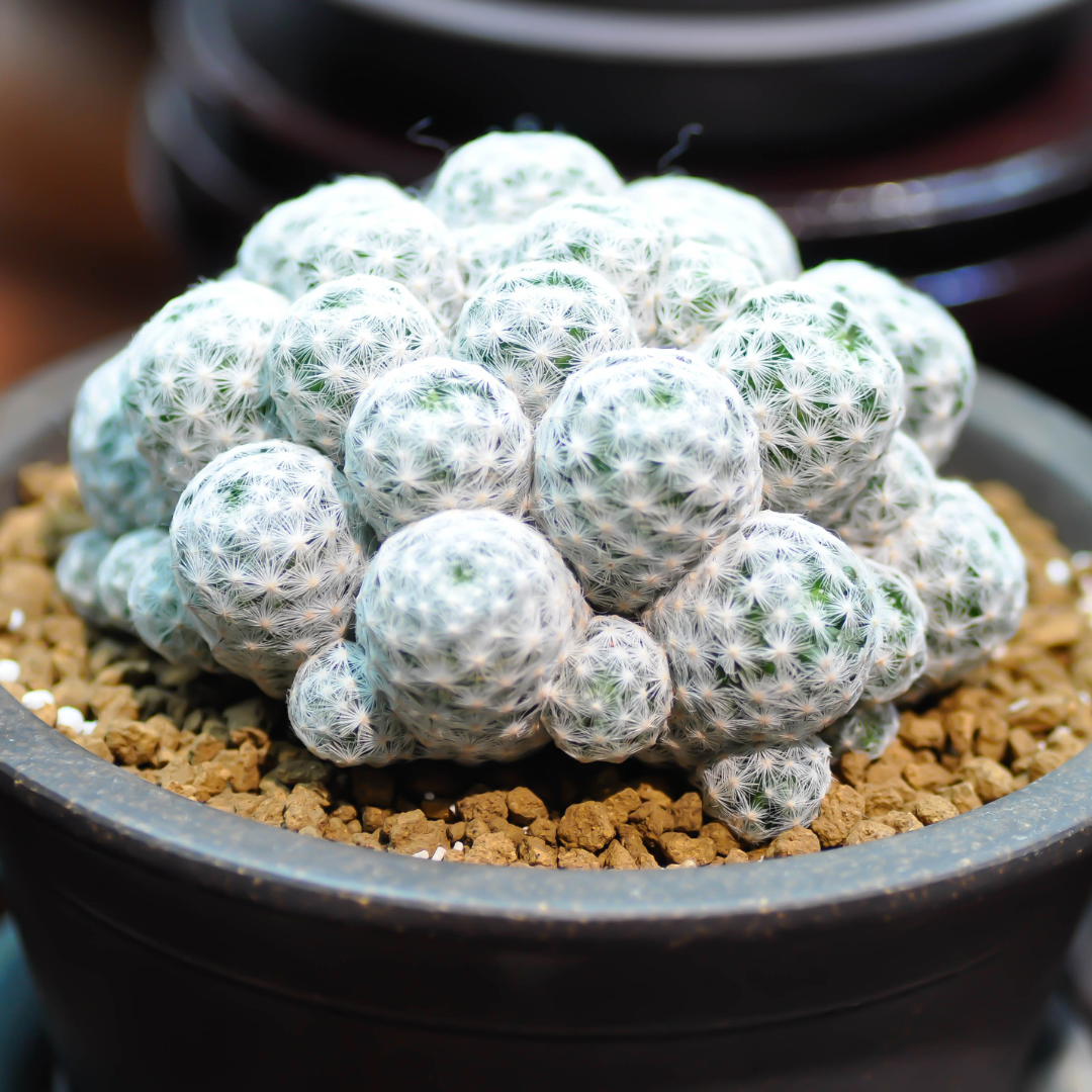 Mammillaria mix "Pincushion Cactus" Seeds