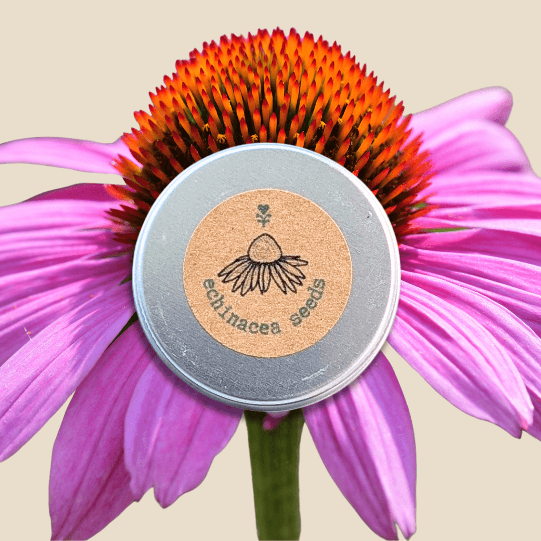 Echinacea Seeds in a metal packet, with a purple echinacea flower close-up