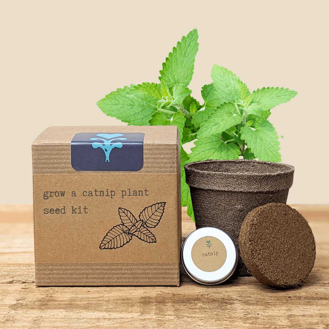 Catnip seed kit box with label, plant sprout, soil pod, and seed container