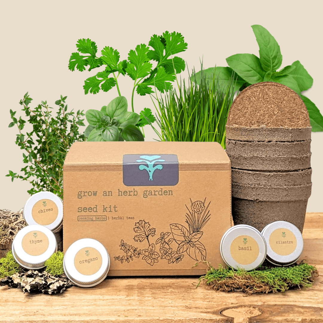 Herb seed kit box with herb seed tins: chives, thyme, oregano, basil, cilantro