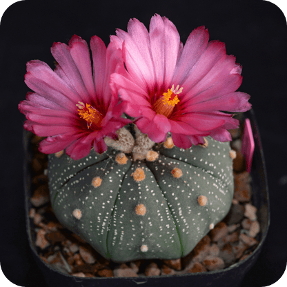 Astrophytum “Star Cactus” cactus with pink flowers in pot
