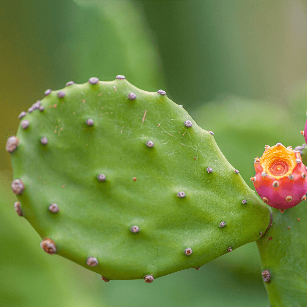 Green prickly pear cactus pad with spines and an orange fruit bud on the side