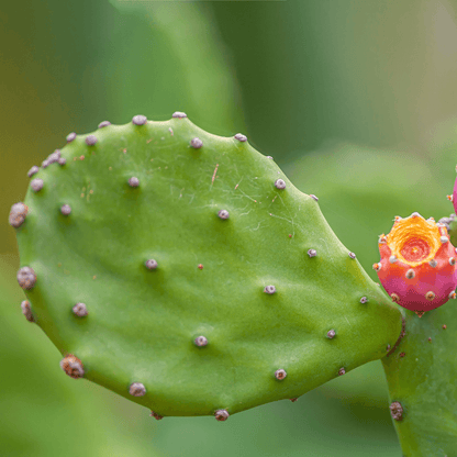 Green prickly pear cactus pad with spines and an orange fruit bud on the side
