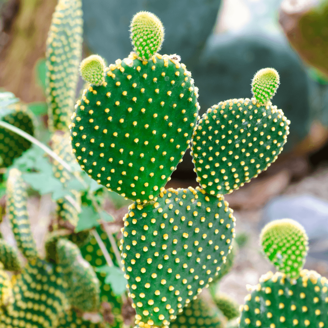 Prickly pear cactus pads with many yellow dots and small green growth tips