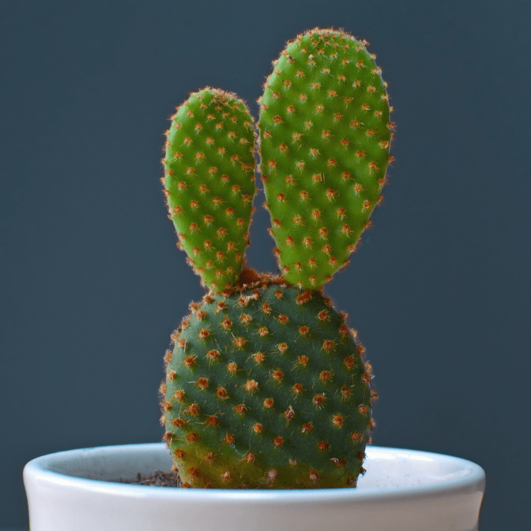 Prickly pear cactus in pot: two green pads with orange spines