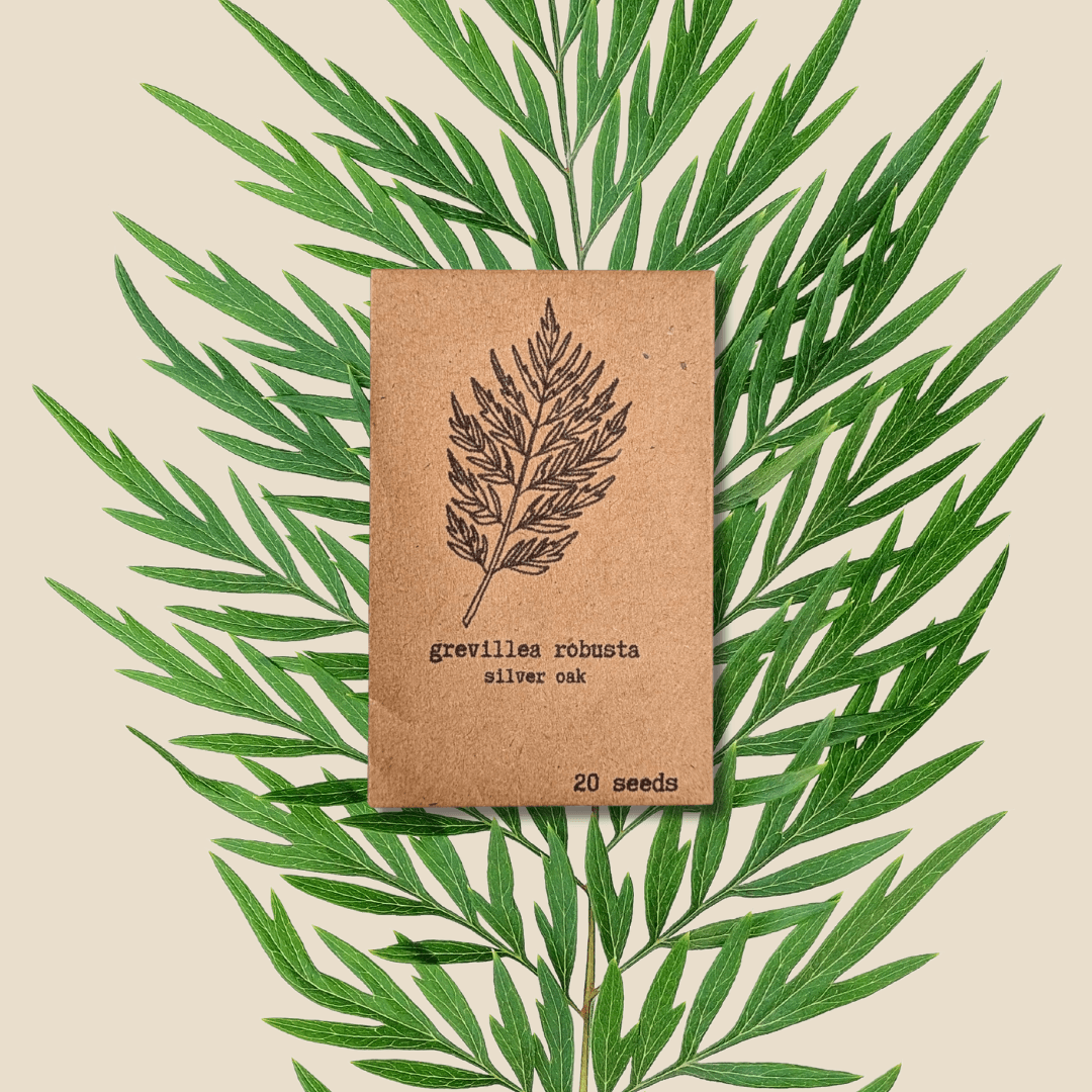 Grevillea robusta 'Silver Oak' seed pack, 20 seeds, leaf artwork