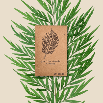 Grevillea robusta 'Silver Oak' seed pack, 20 seeds, leaf artwork