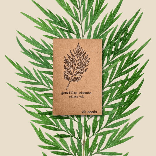 Grevillea robusta 'Silver Oak' seed pack, 20 seeds, leaf artwork