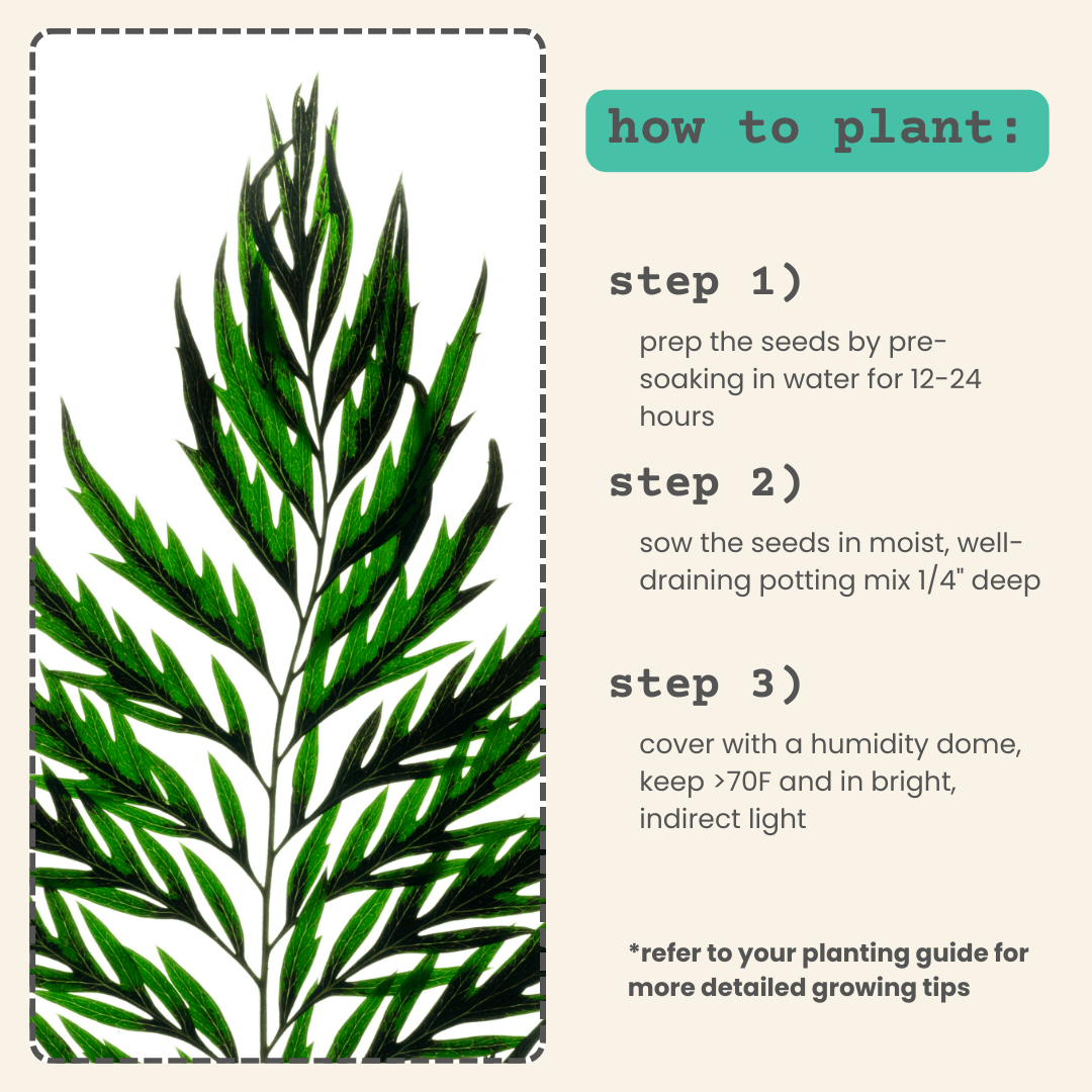 Grevillea robusta 'Silver Oak' planting guide steps: soak, sow, cover with humidity dome