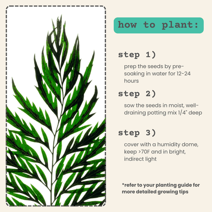 Grevillea robusta 'Silver Oak' planting guide steps: soak, sow, cover with humidity dome