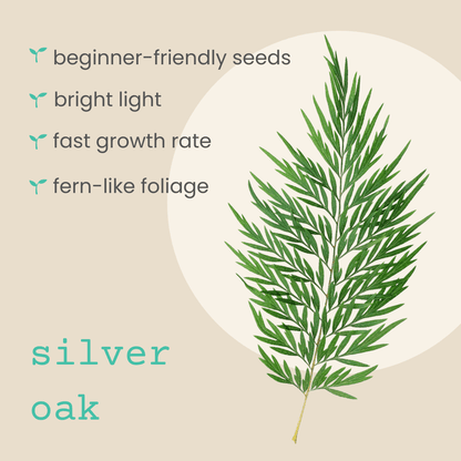Grevillea robusta 'Silver Oak' plant illustration with icons for bright light and fast growth