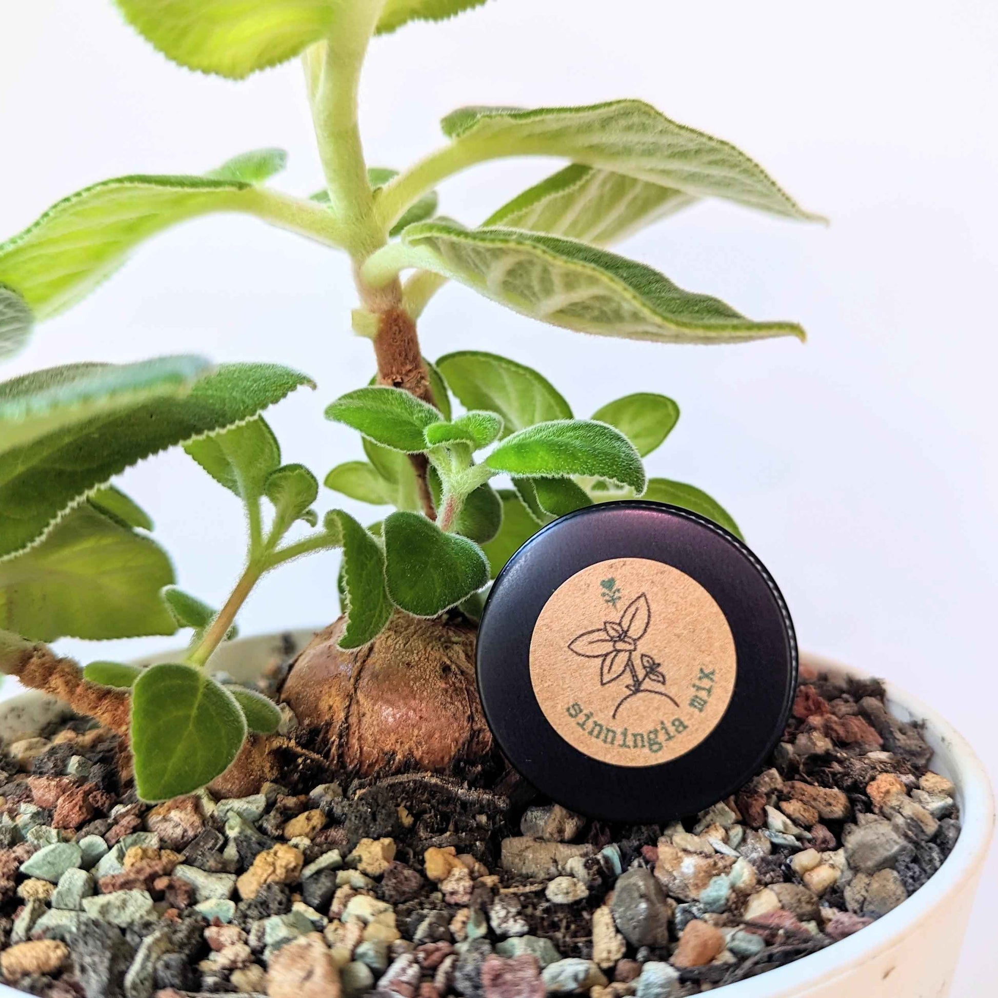 Sinningia mix “Gloxinia” seeds: young plant with fuzzy green leaves in small pot