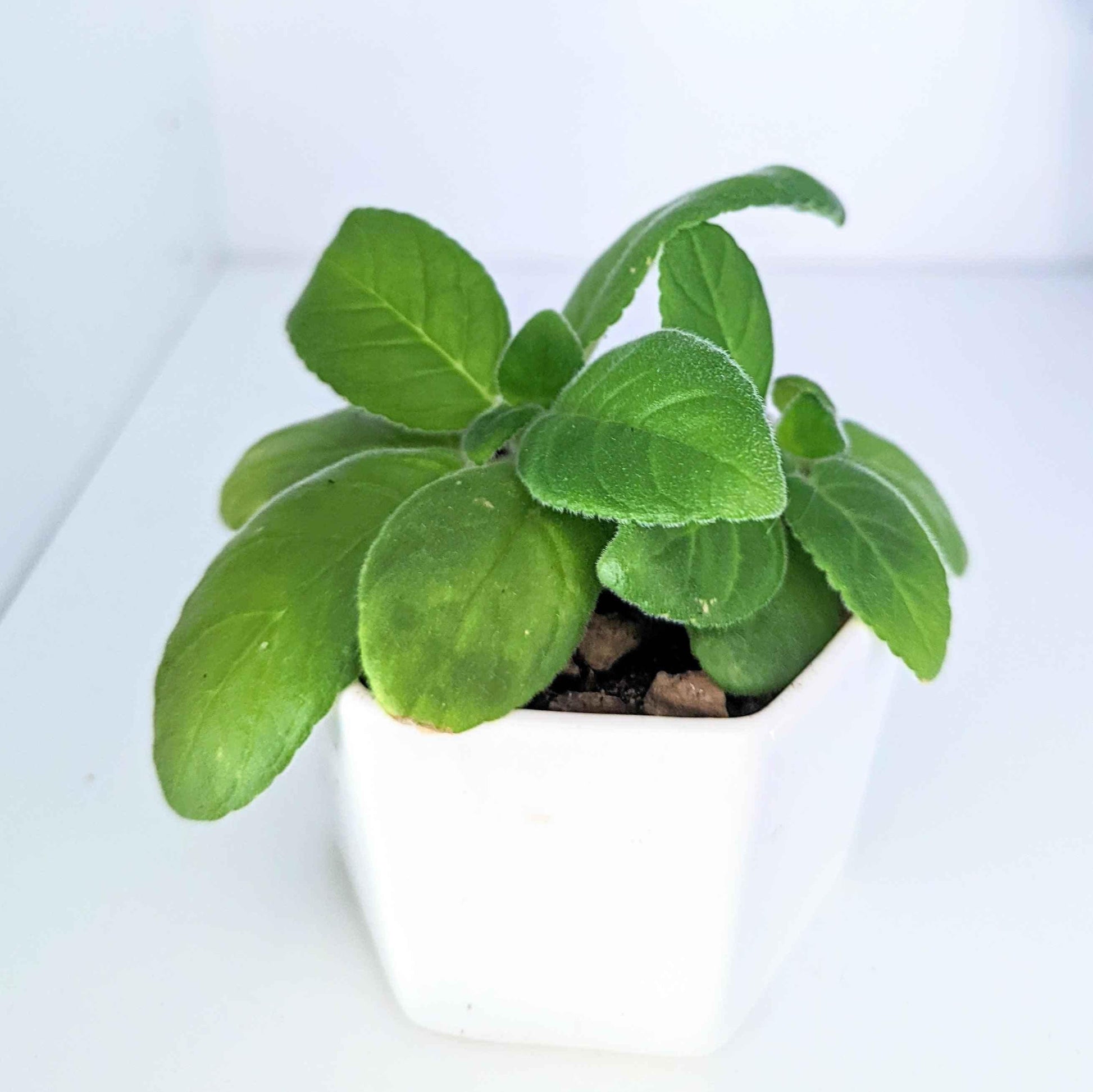 Sinningia mix “Gloxinia” seeds: healthy green seedling in white pot with fuzzy leaves