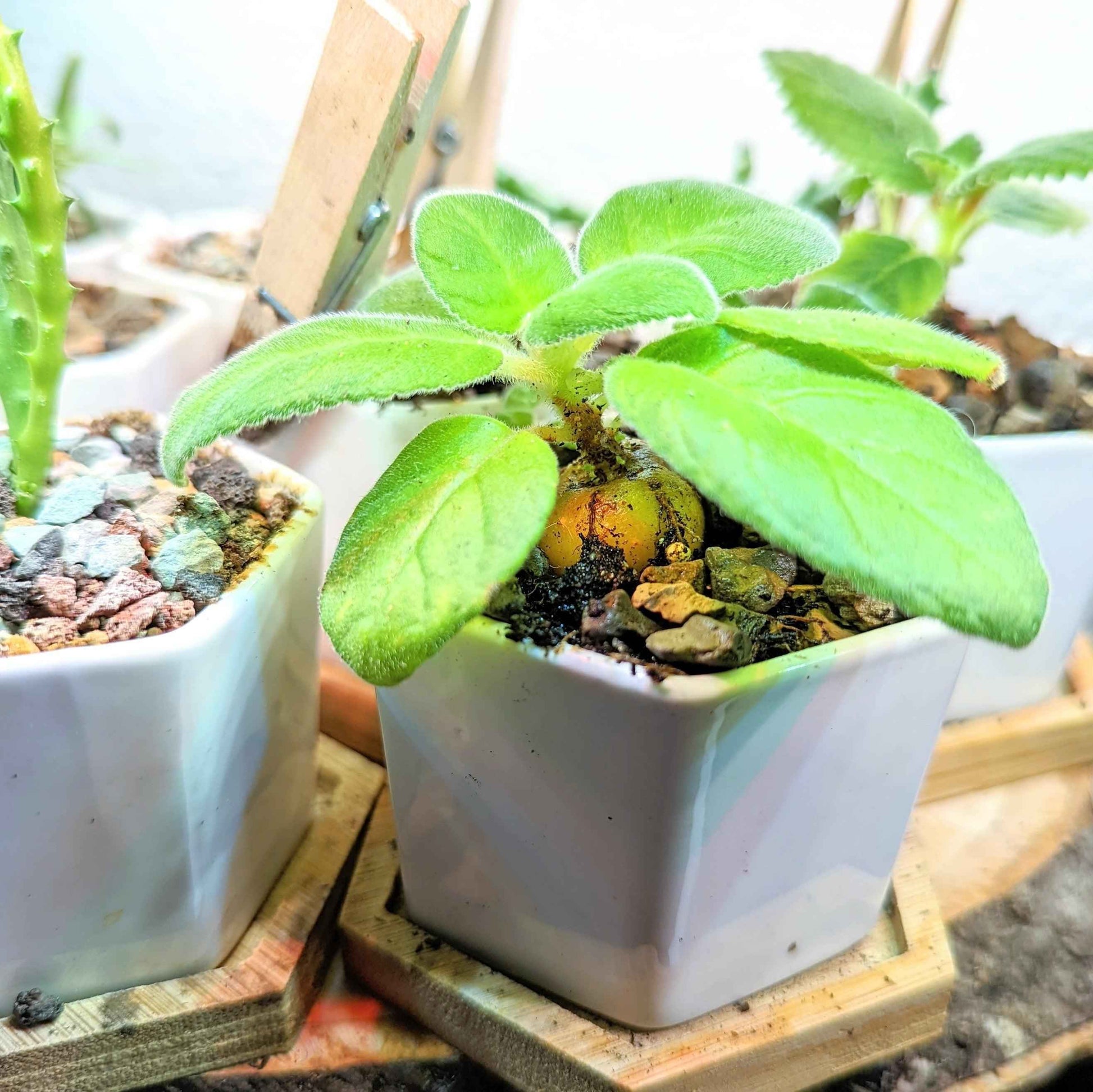 Sinningia mix gloxinia seedlings in a pot, fuzzy green leaves above soil