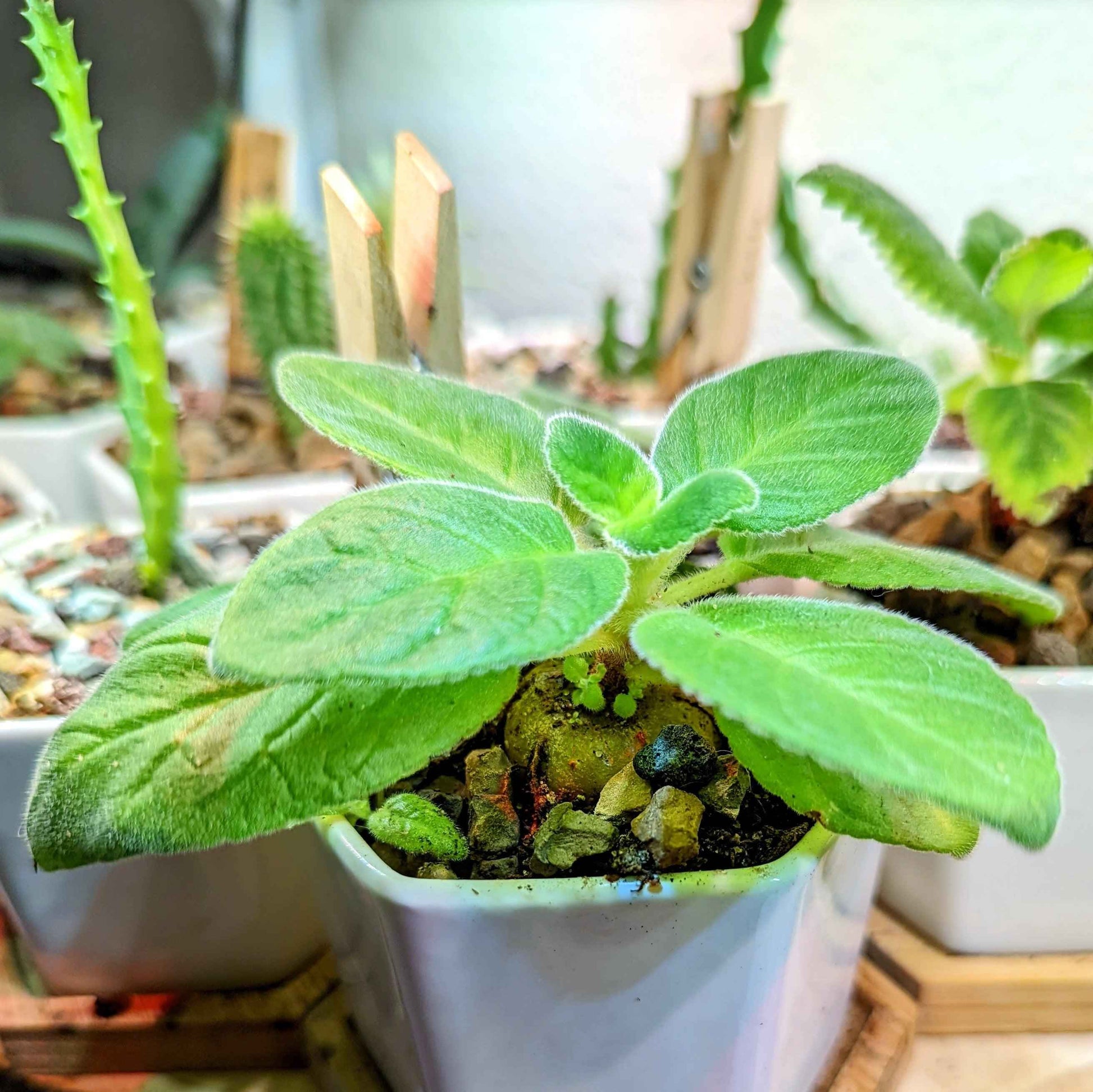 Gloxinia mix seedling plant with soft, fuzzy green leaves in white pot