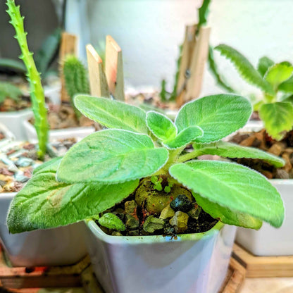 Gloxinia mix seedling plant with soft, fuzzy green leaves in white pot