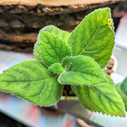 Close-up of gloxinia seedling leaves with fuzzy texture in small container