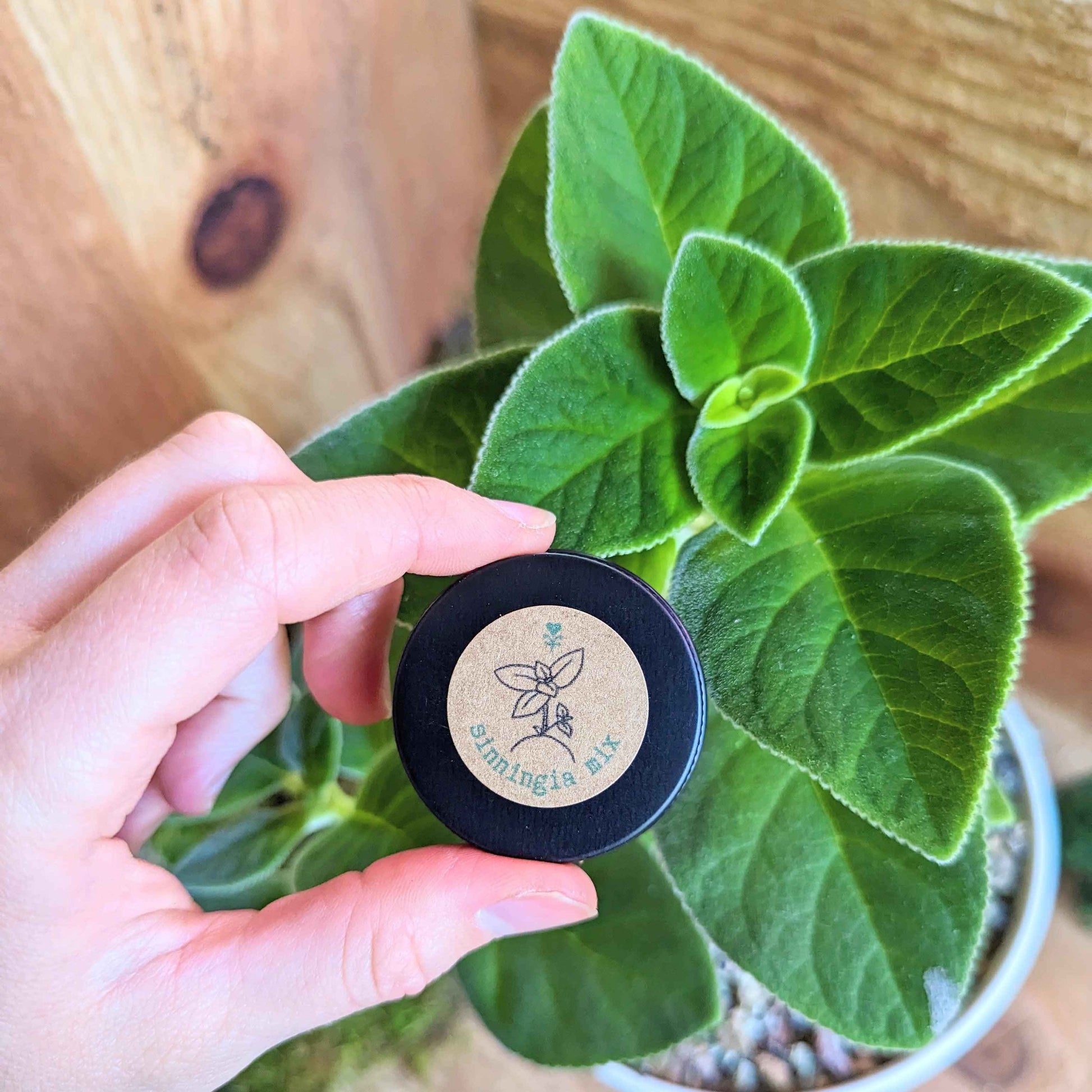 Hand holding a Sinningia mix seed label near a fuzzy-leaf plant