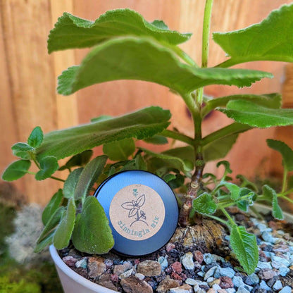 Sinningia mix seed label on gravel soil next to fuzzy green plant stems